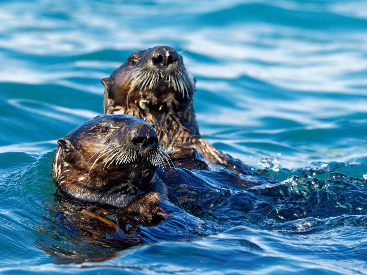 Predators - Mathias Kruger Photography